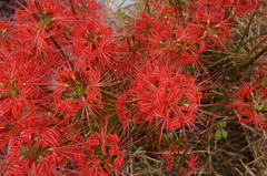 彼岸花