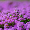 道の花4