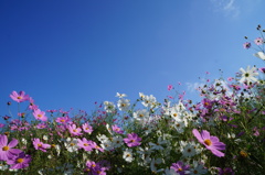 DSC04894 (1)