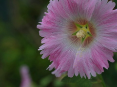 夏の花3