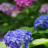 紫陽花5