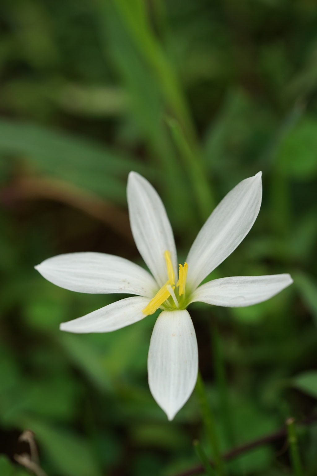 白い花