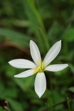 白い花