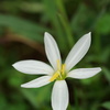 白い花