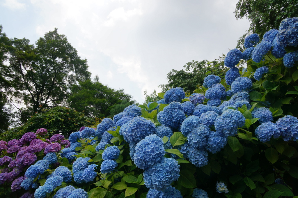 紫陽花