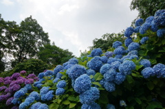 紫陽花