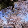 さくら　サクラ
