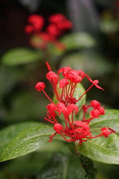 温室の花1