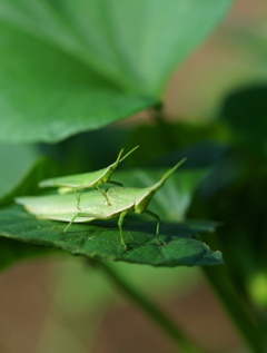 菜園の仲間1