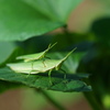 菜園の仲間1
