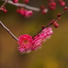紅梅2