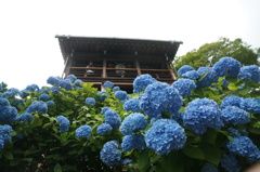 紫陽花