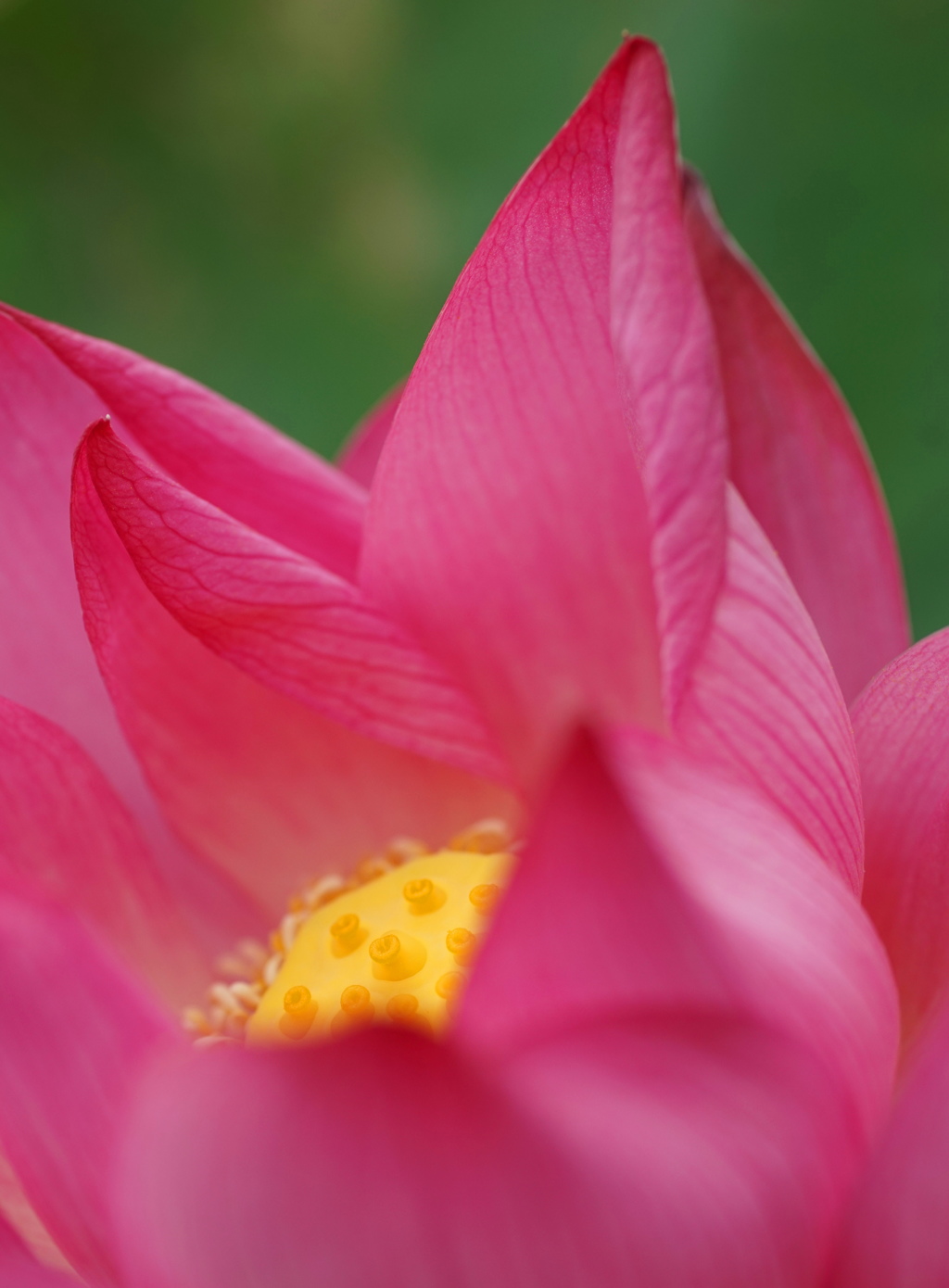 蓮の花1