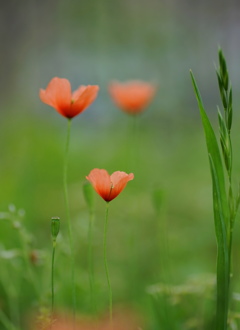 野の花　2