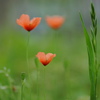 野の花　2