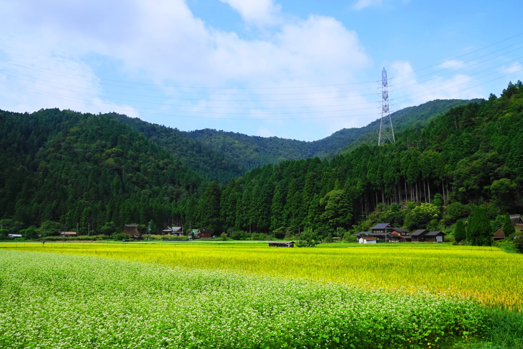 蕎麦畑3