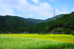 蕎麦畑3