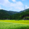 蕎麦畑3