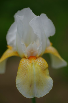 花菖蒲2