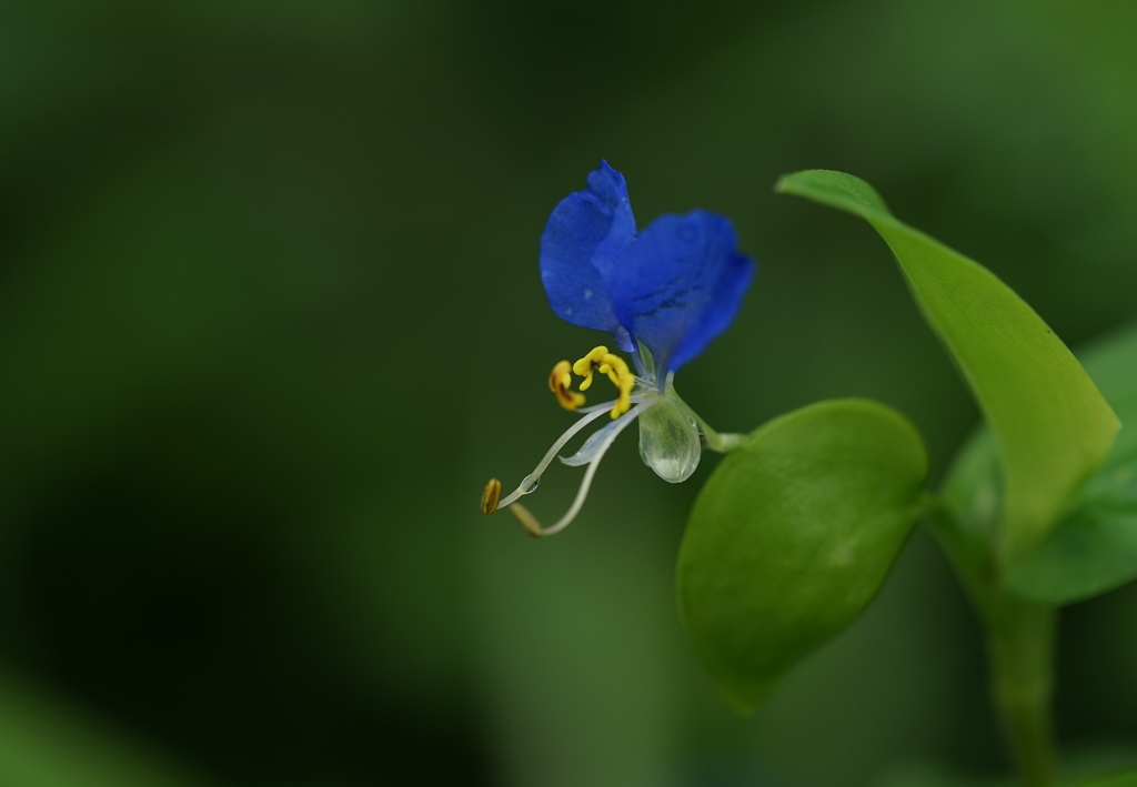 雨上がりの花2