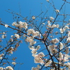 極彩桜。