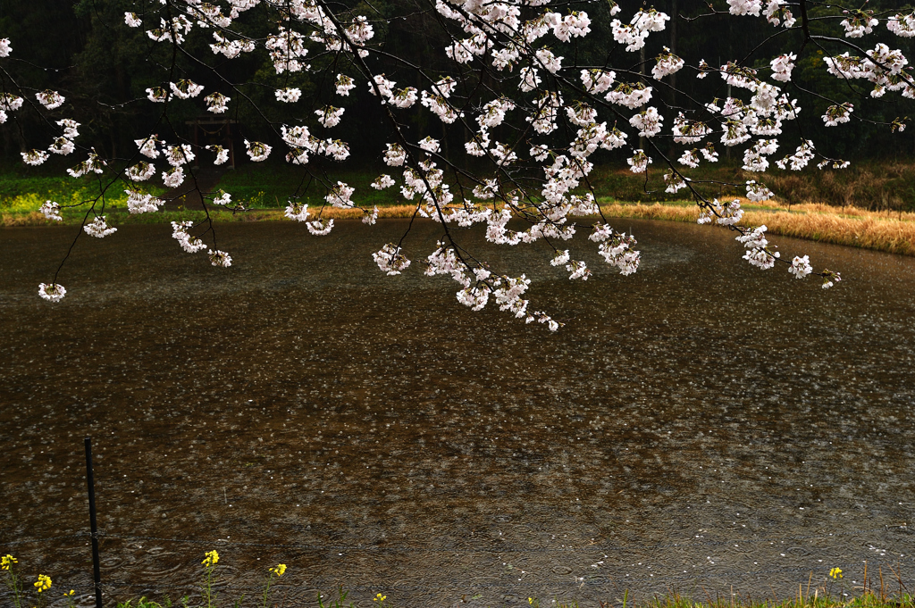 雨の日の情景Ⅱ