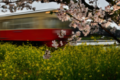 春本番は今日まで