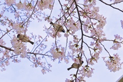 桜の朝食バイキング