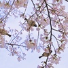桜の朝食バイキング