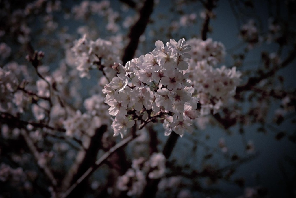 夜桜