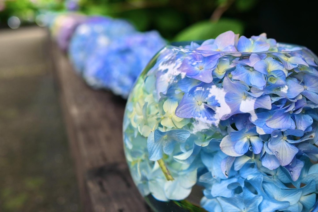 紫陽花手水