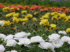 花畑