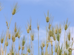 イネ