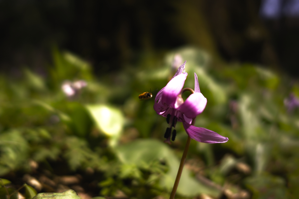 SDIM0474