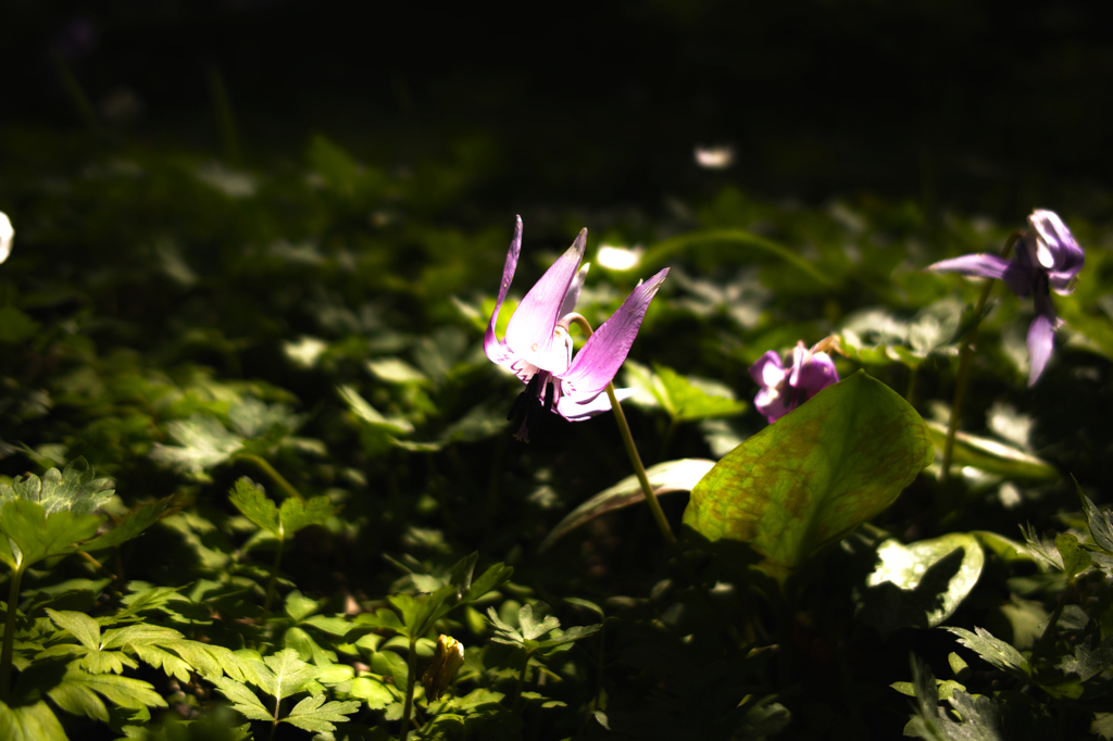 SDIM0471