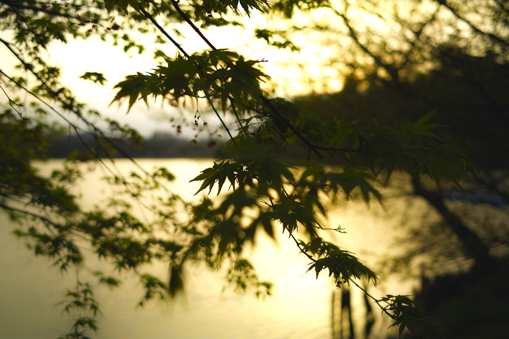 SDIM0505