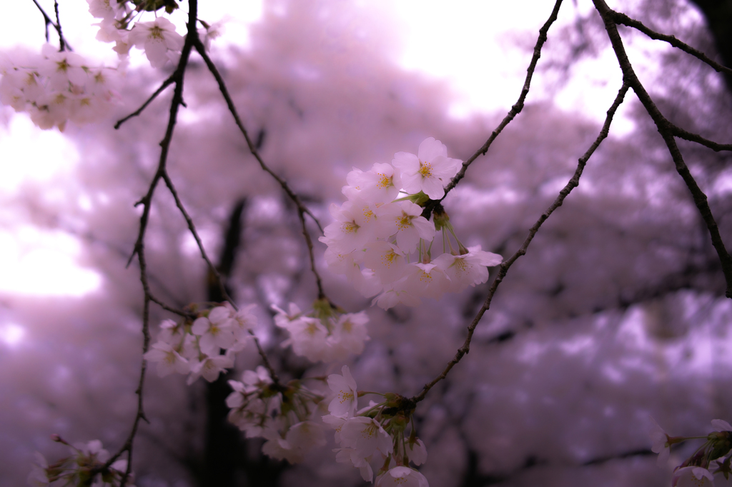 SDIM0339