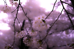 SDIM0339