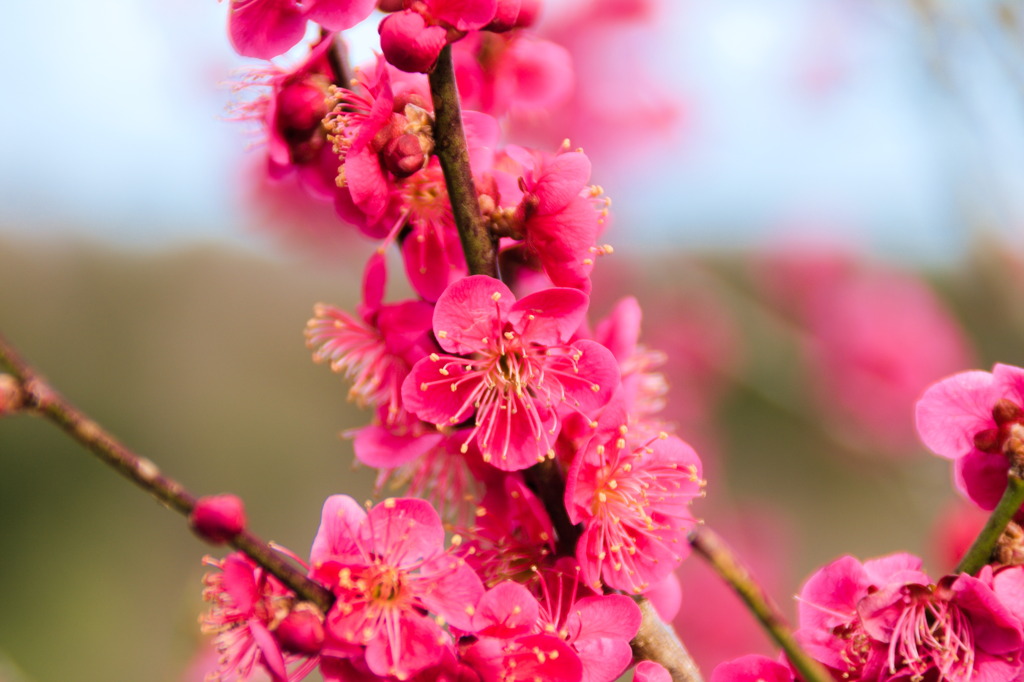 梅の花