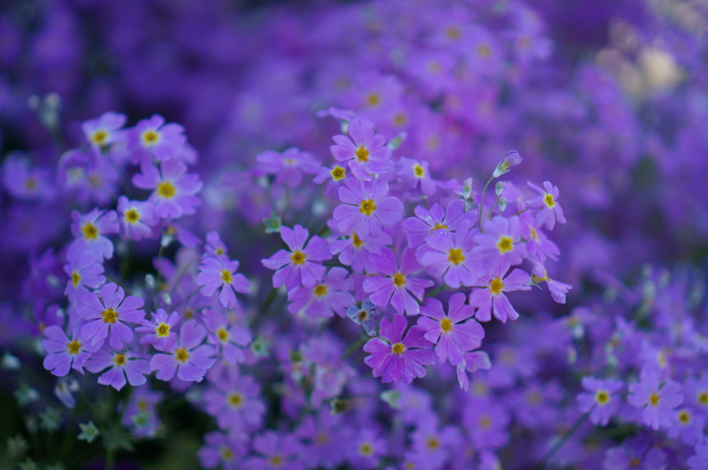 小花の群生