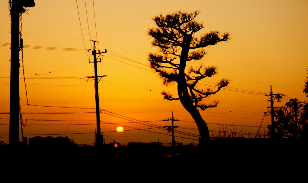 夕焼けと松