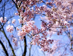 桜、八分咲 MarK2