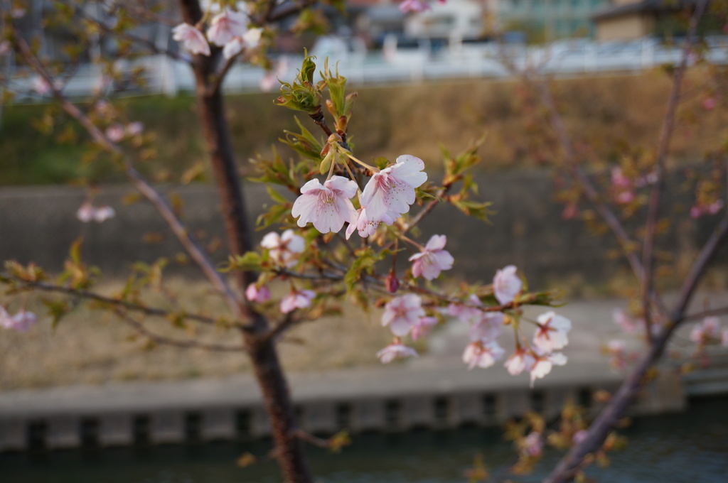 春よ、来い