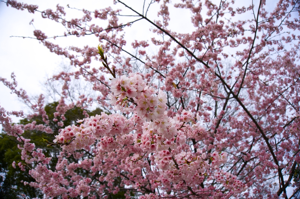 咲いた、咲いた、梅よ