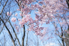 桜、八分咲