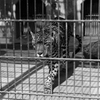 獣の眼差し