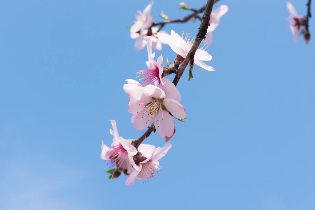 先頭の桜