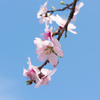 先頭の桜