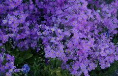 青紫の小花