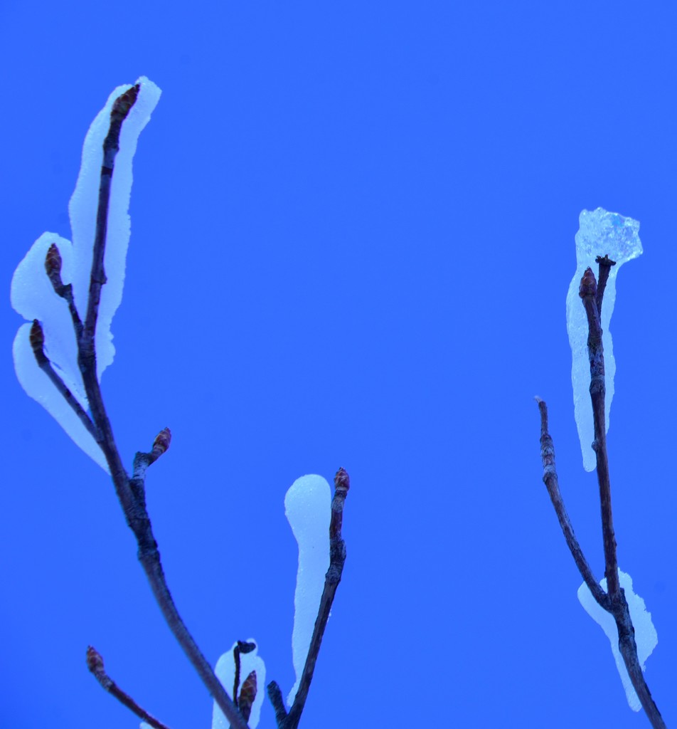 樹氷